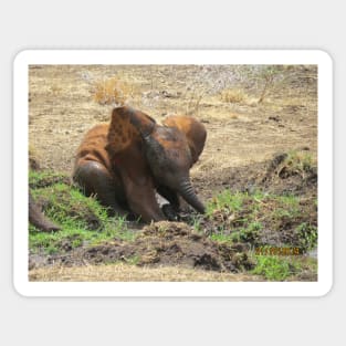 Baby Elephant having a mud bath Sticker